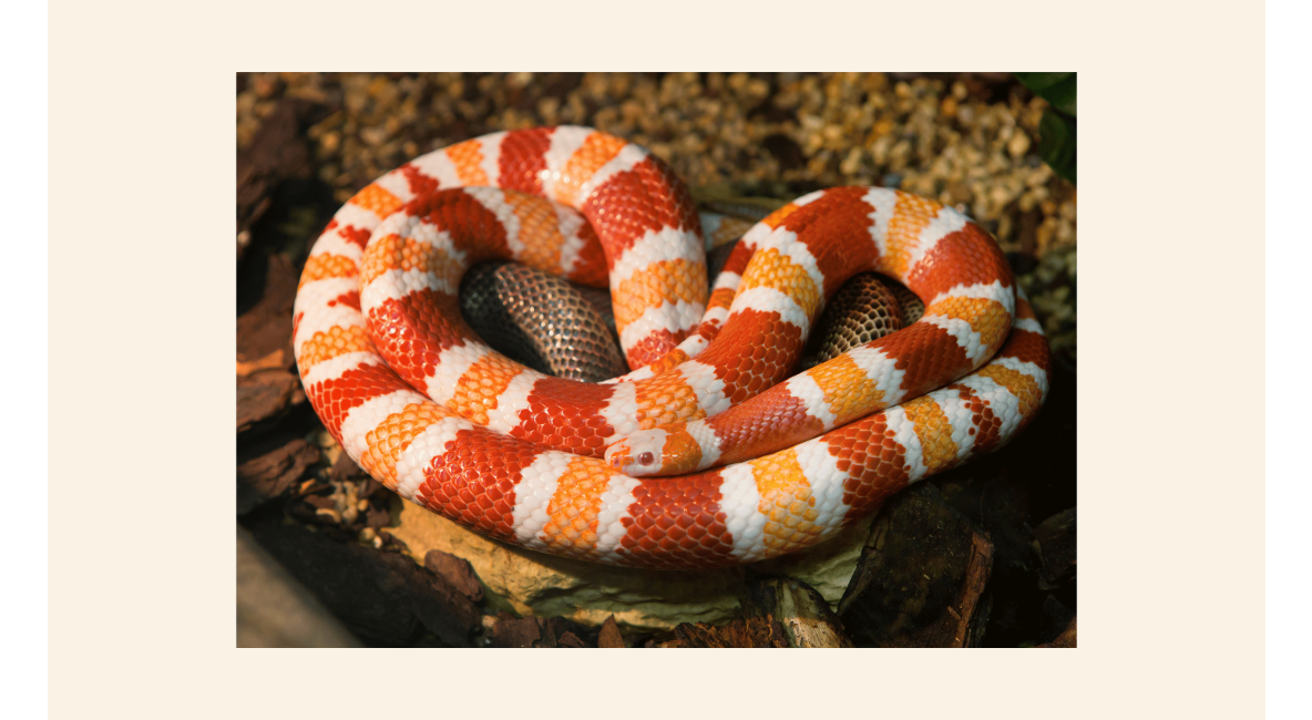 Milk Snake - Post Image