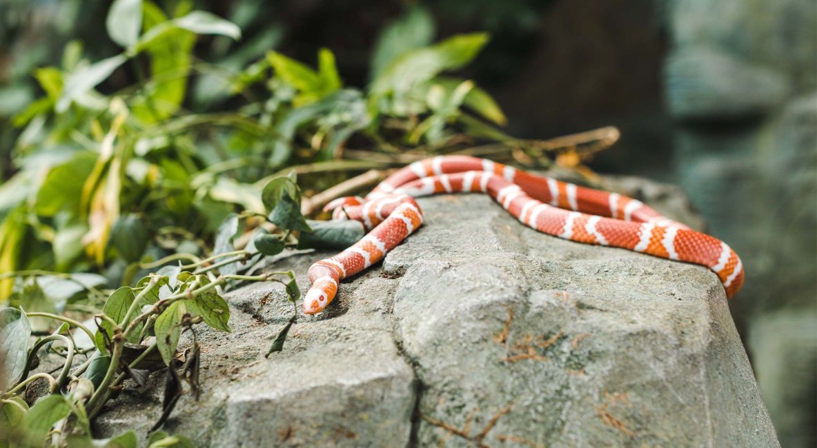 Orange and White Milk Snake Resting on Rock - Post Image