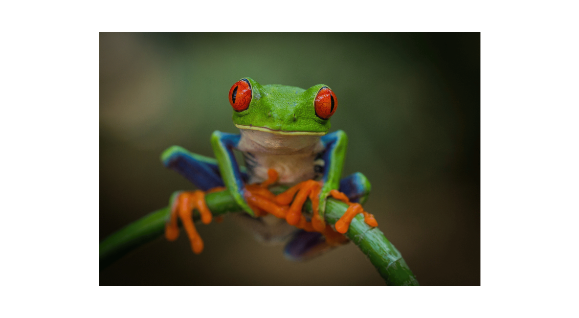 Red Eyed Tree Frog - Post Image