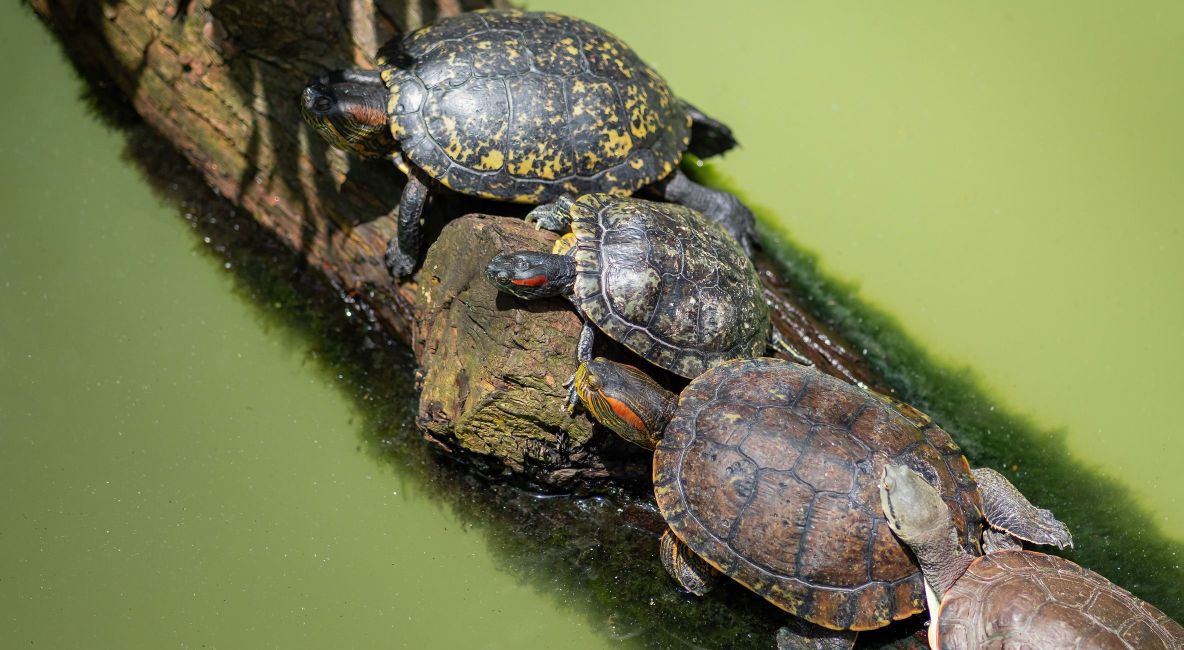 Red Eared Sliders Sitting on a Log - List Image