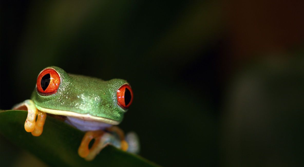 Red Eye Tree Frog Sitting on Leaf - List Image