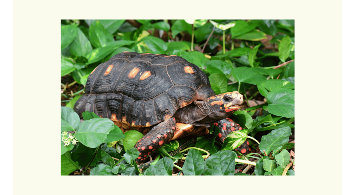 Red Foot Tortoise in Shrubs - List Image