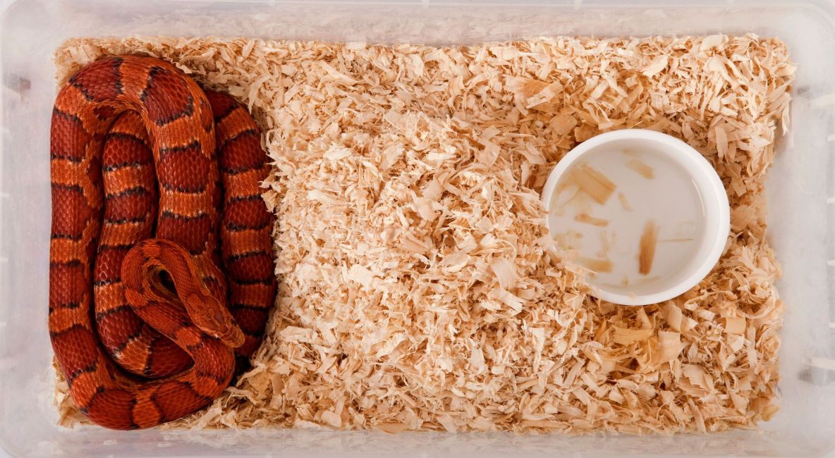 Red and Orange Snake in Enclosure - Post Image