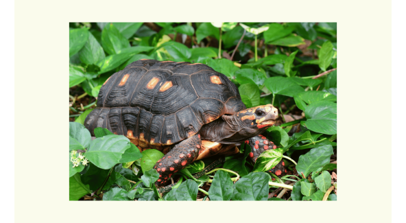 Red Foot Tortoise in Shrubs - List Image