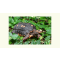 Red Foot Tortoise in Shrubs - List Image