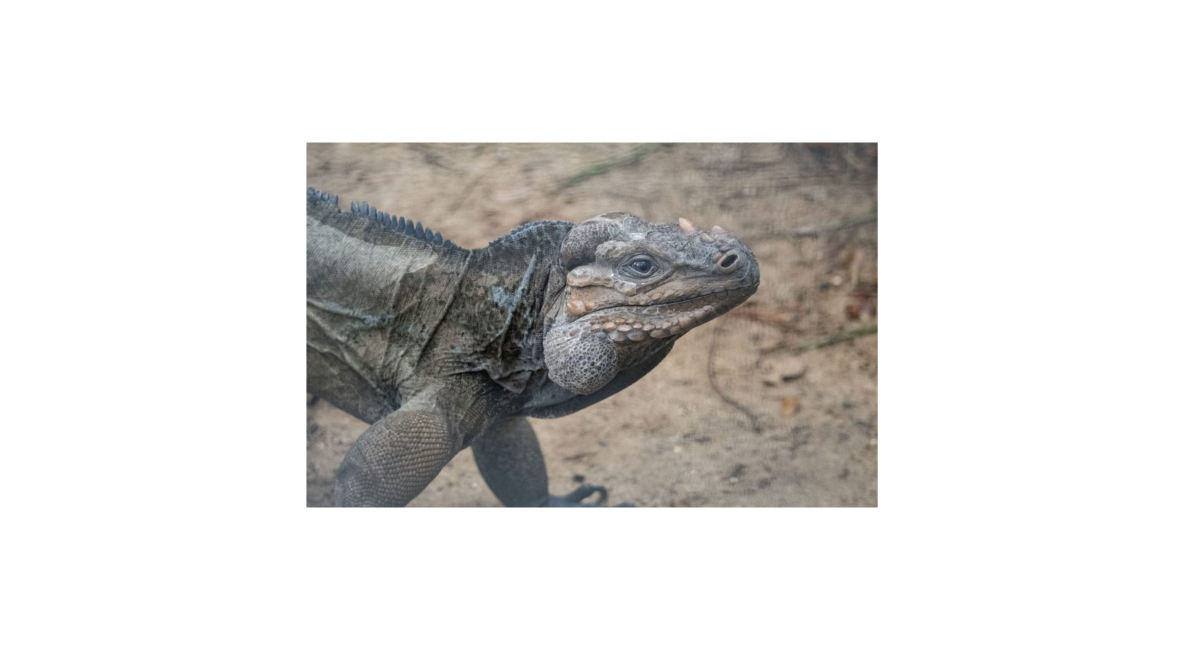 Rhino Iguana Courtesy of Brevard Zoo - List Image