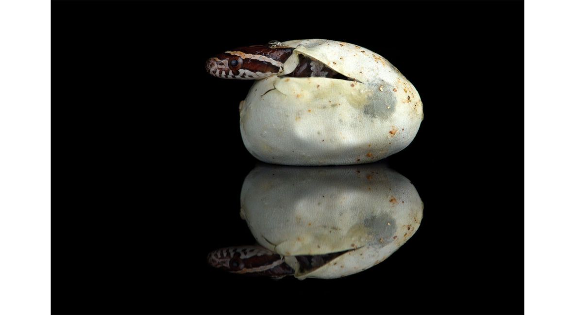 Snake Hatching From Egg - Post Image