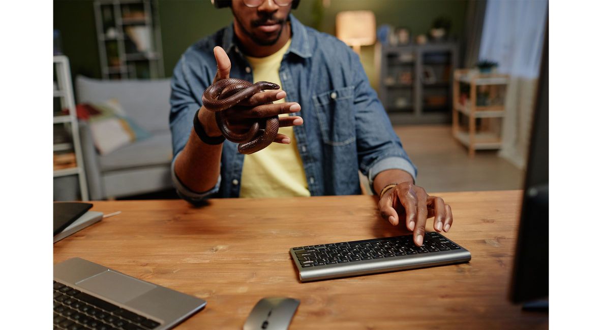 Snake Owner Researching on Computer - Post Image