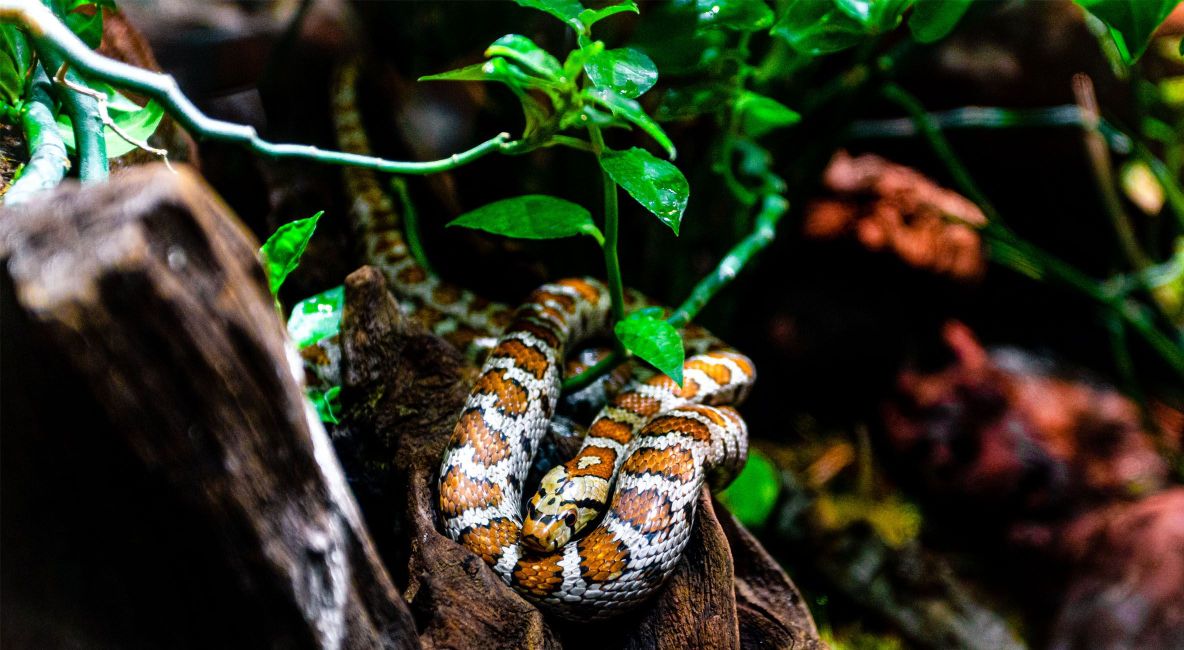 Snake Laying on Branch Surrounded by Plants - List Image