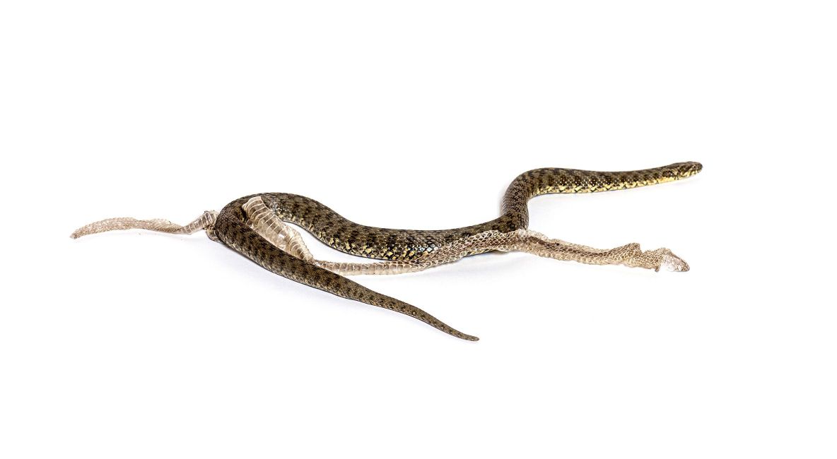 Snake with its shed - List Image