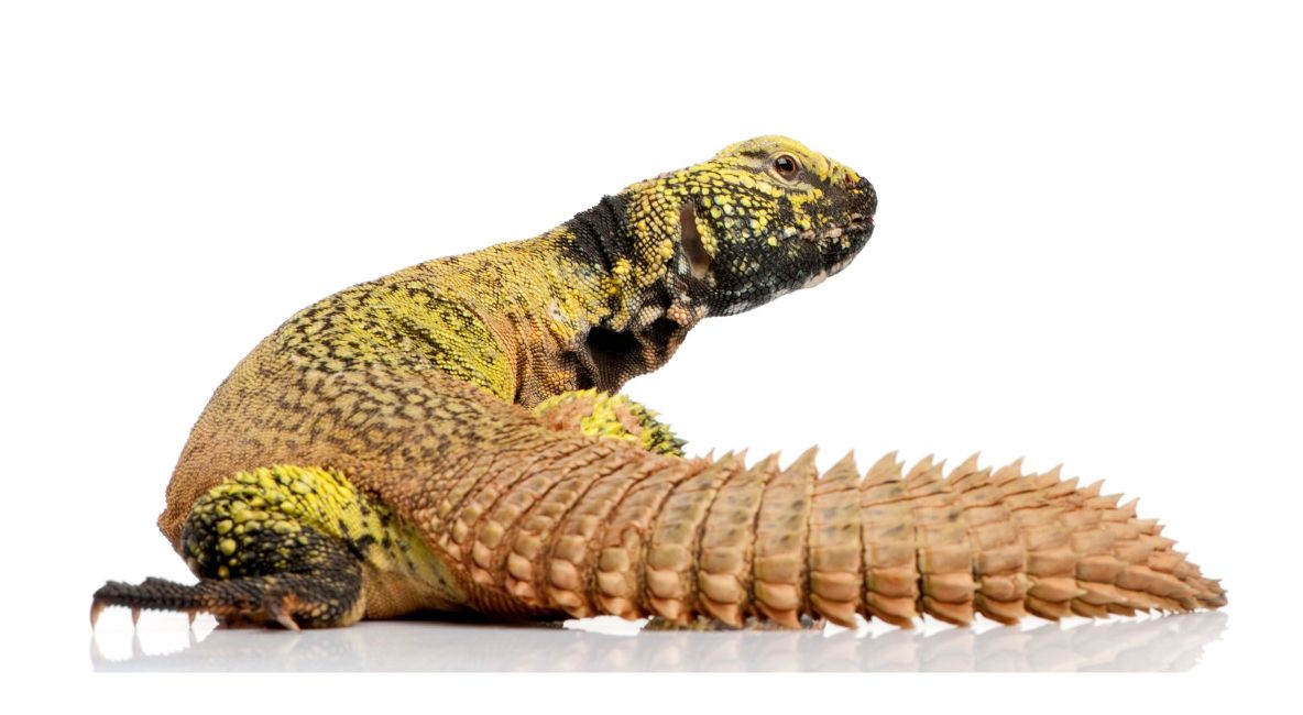 Spiny Tail Lizard - Post Image