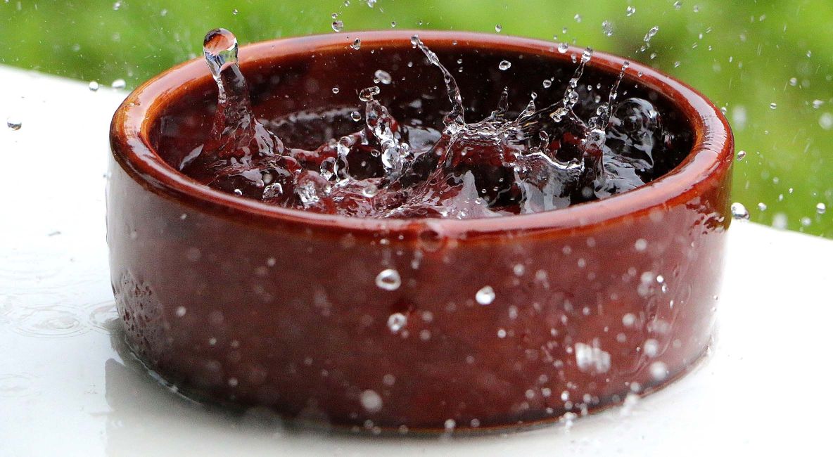 Splashing Water Bowl - Post Image
