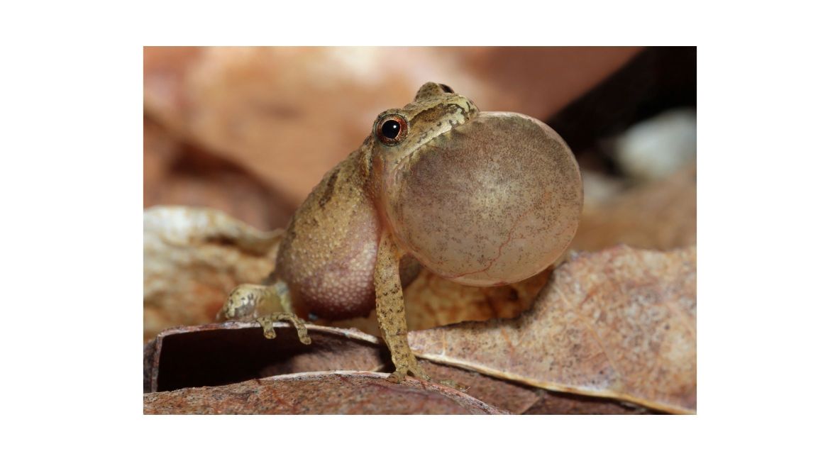 Spring Peeper Vocal Sac Expansion - List Image