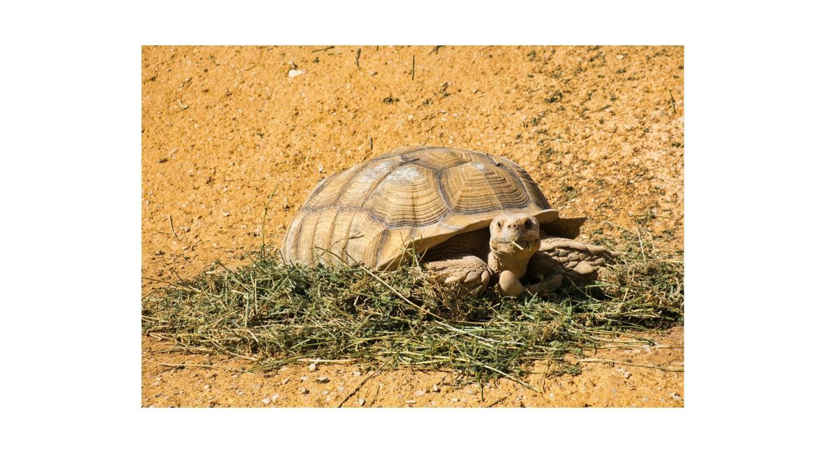 Sulcata Tortoise Eating - List Image 