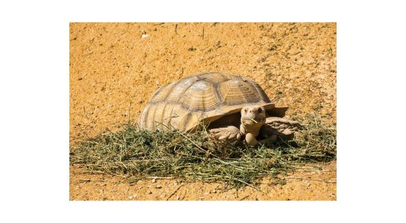 Sulcata Tortoise Eating - List Image 