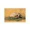 Sulcata Tortoise Eating - List Image 
