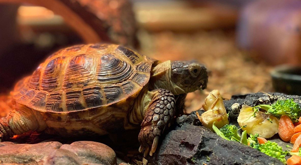 Turtle in enclosure with UVB Light - List Image