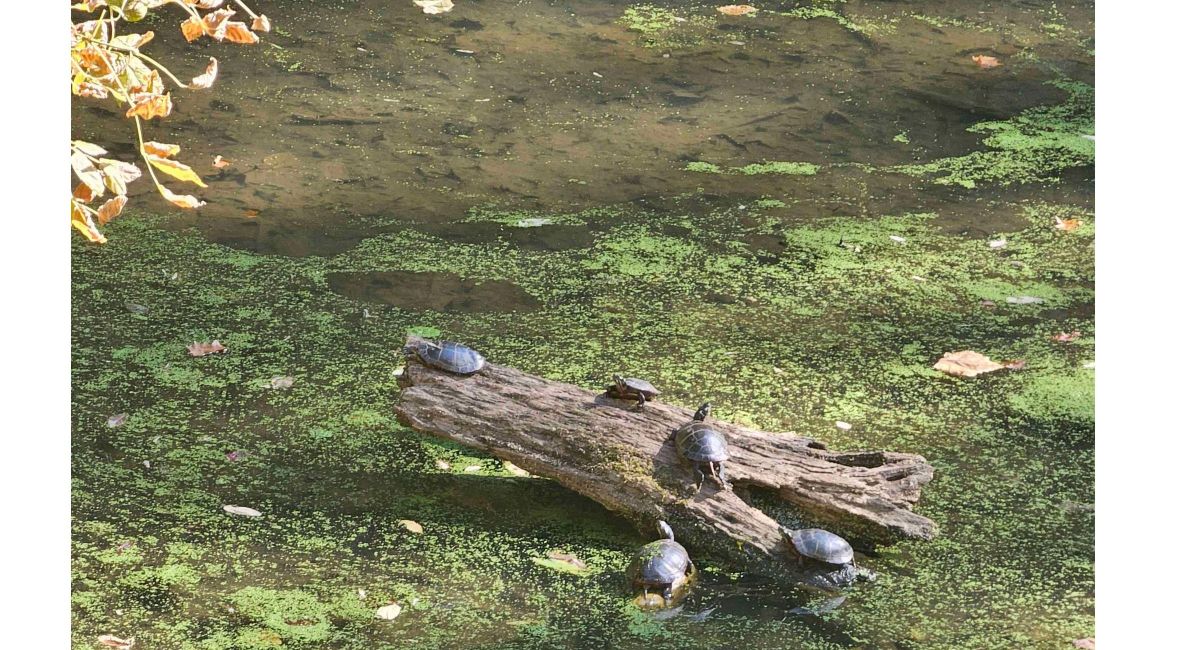 Turtle on Log - List Image
