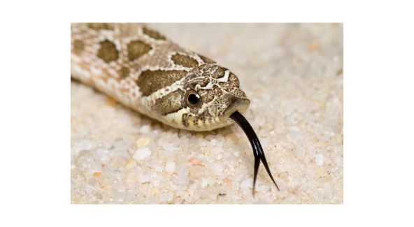 Hognose Snake - List Image 