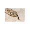 Hognose Snake - List Image 