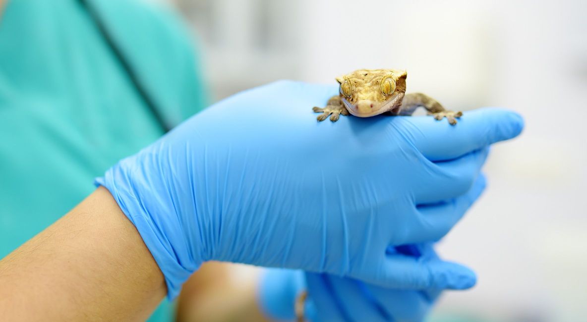 Vet Holding a Gecko for Examination - Post Image