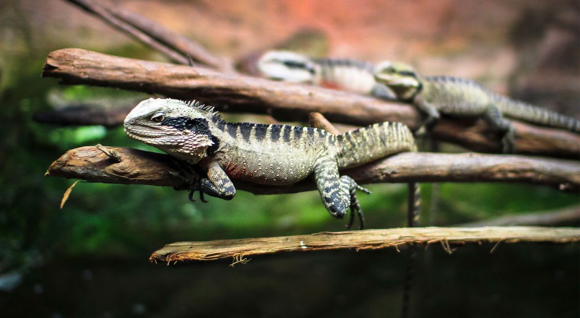 Water Dragon Relaxing on Branch - List Image