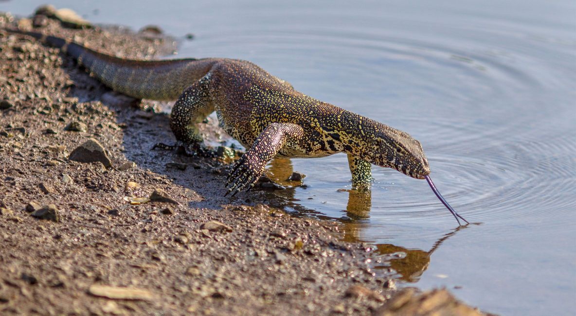 Water Monitor Drinking Off Shore - List Image