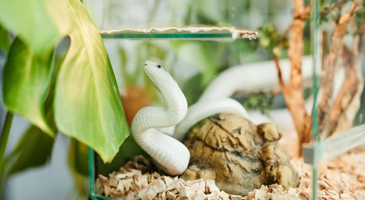 White Snake Temporary Enclosure - List Image