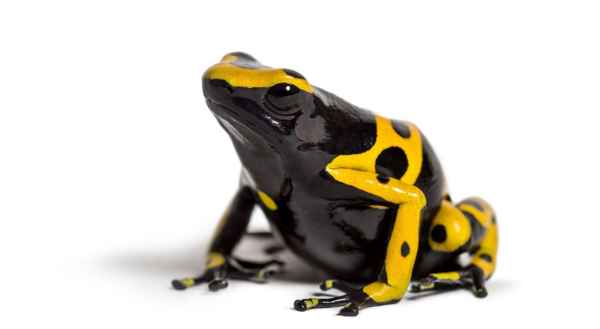 Yellow Banded Poison Dart Frog - List Image