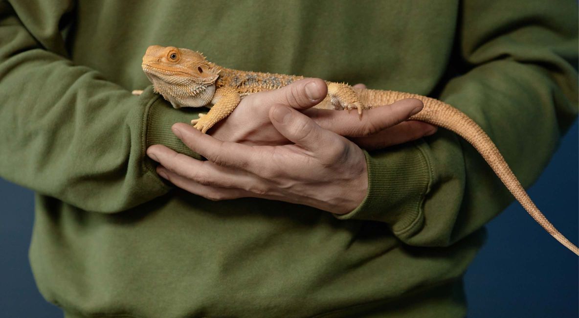 bearded dragon perching on folded hands - Post Image