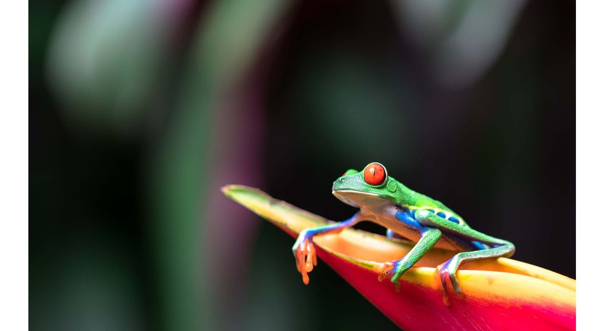 Red Eye Tree Frog On Pink Flower - Post Image