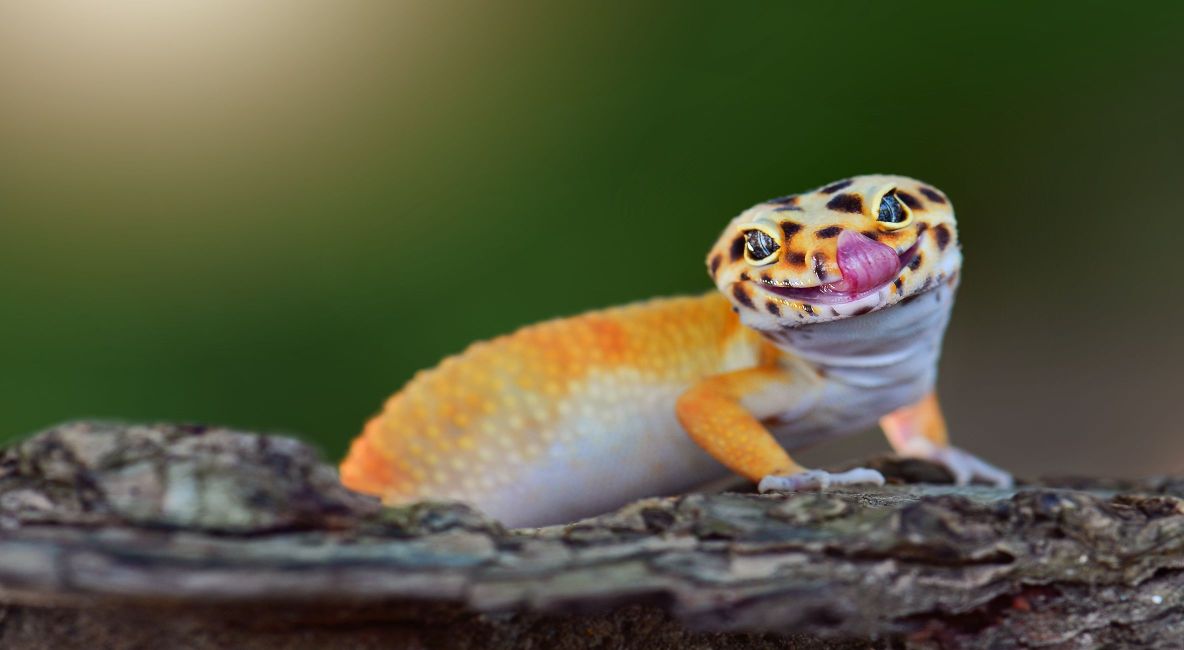 shutterstock_1165800562_tongue_out - Post Image