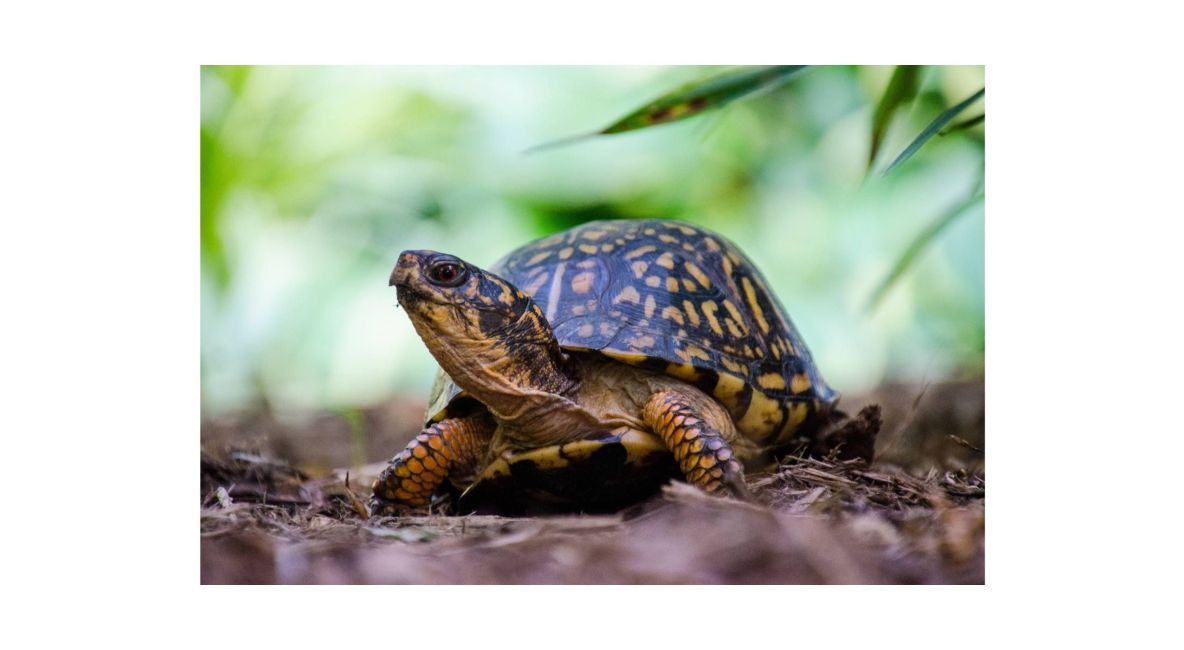 Eastern Box Turtle - Post Image