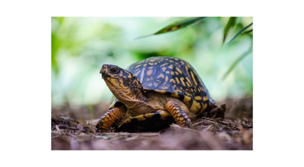 Eastern Box Turtle - List Image