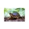 Eastern Box Turtle - List Image
