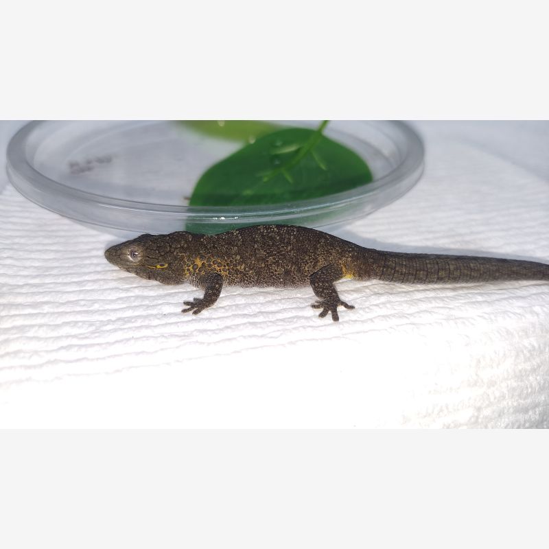Eurydactylodes 