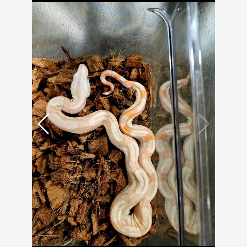 RLT Kahl Albino 