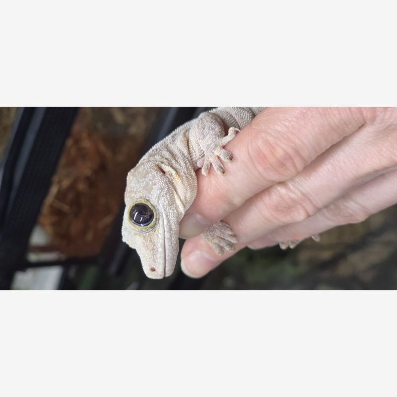 Reptile business for sale