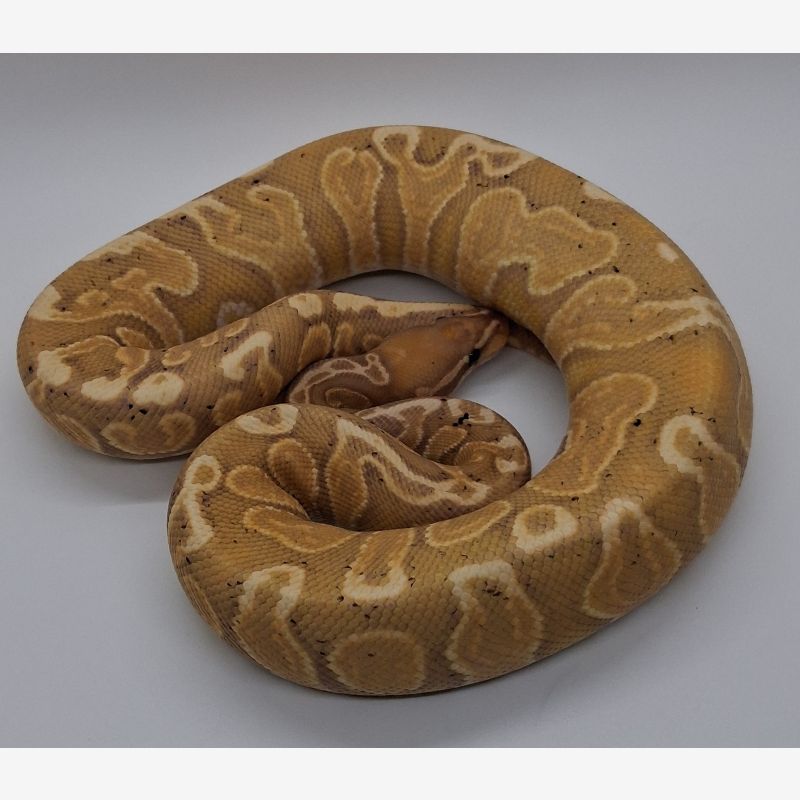 Banana ghi hurricane
