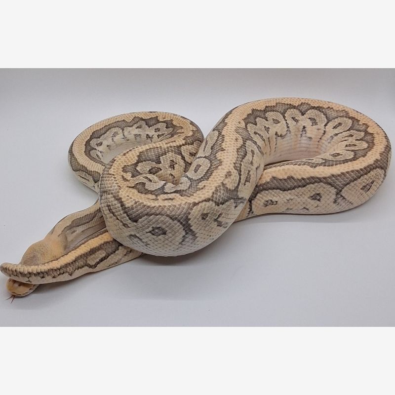 Pastel pinstripe mojave fire hypo