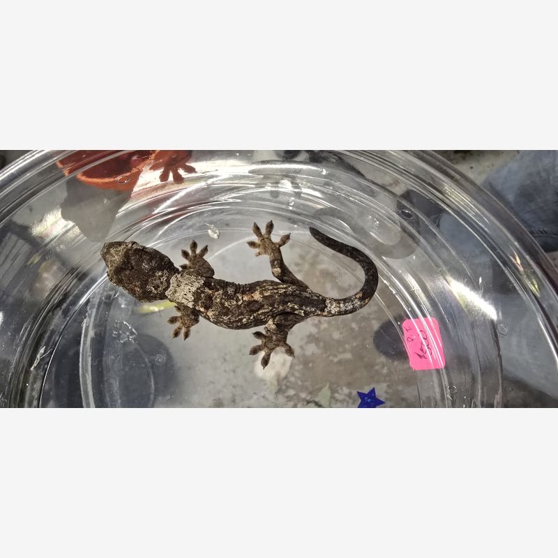 Reptile business for sale