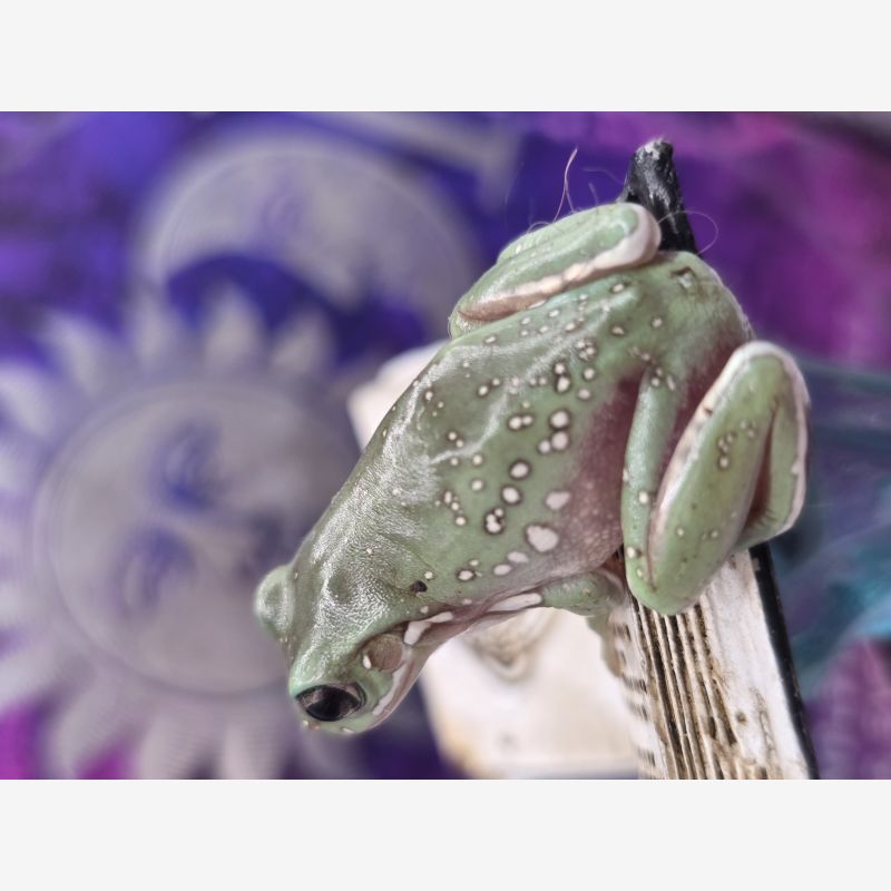 High Quality Whites Tree frogs