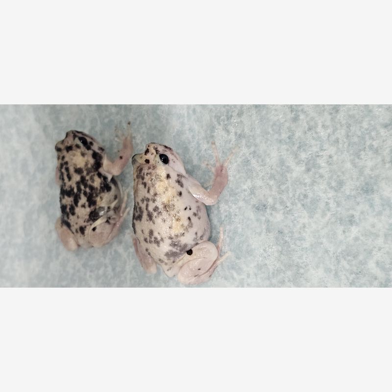 Cookies n' cream Chubby Frogs