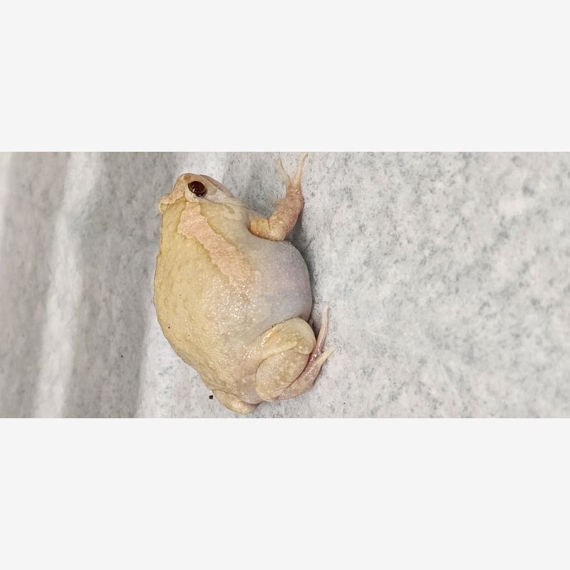 Amphibians Reptiles For Sale Shows And Expos amphibians-reptiles-for-sale-shows-and-expos