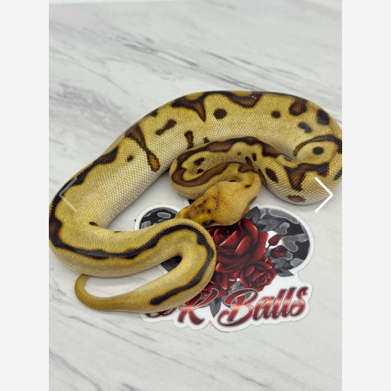 Cypress Fire Leopard Pastel Spider Clown 