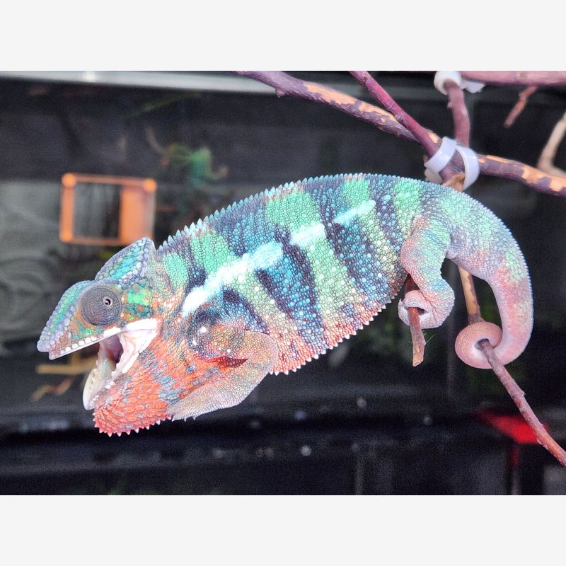 注目の福袋！ Midwest Expos and Shows, Sale, for Reptiles - Chameleons Panther サーフィン・ボディボード