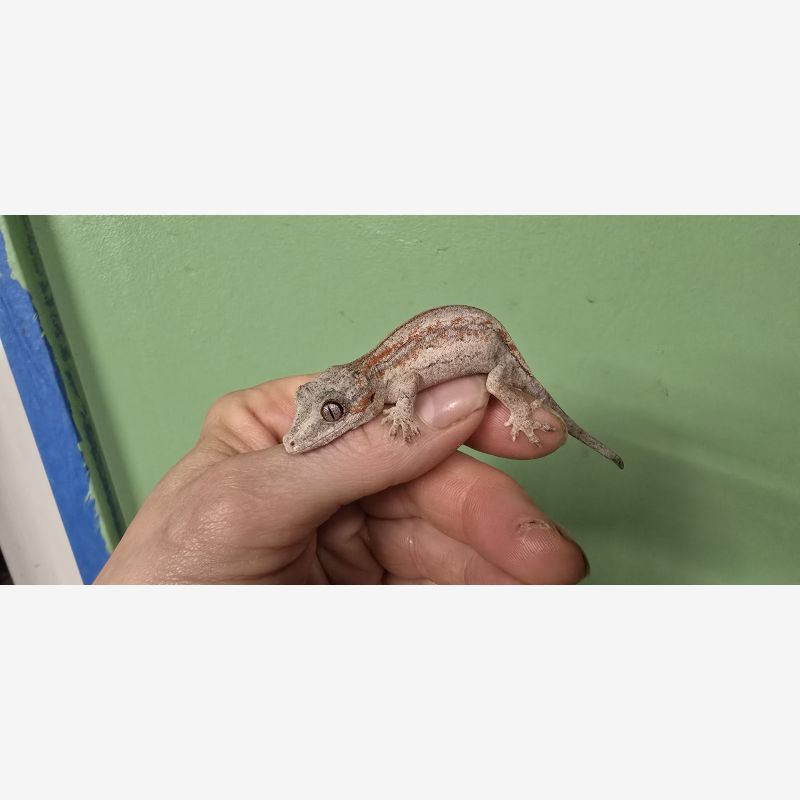 Young red fire gargoyle gecko