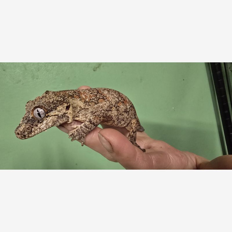 Female orange blotch, pos het phantom eye