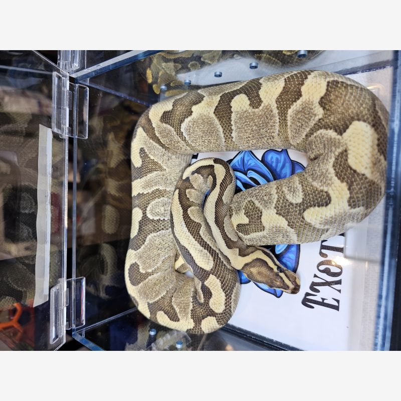 McKenzie Enchi YB Female 800g