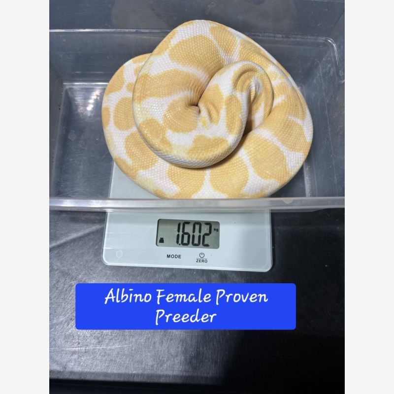 Albino Proven Breeder Female 1600g